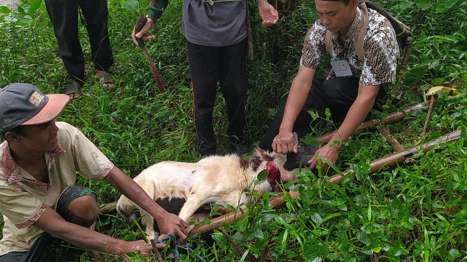 Qurban